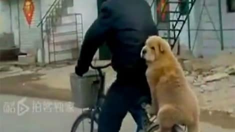 Quand les chiens partagent notre passion du vélo !